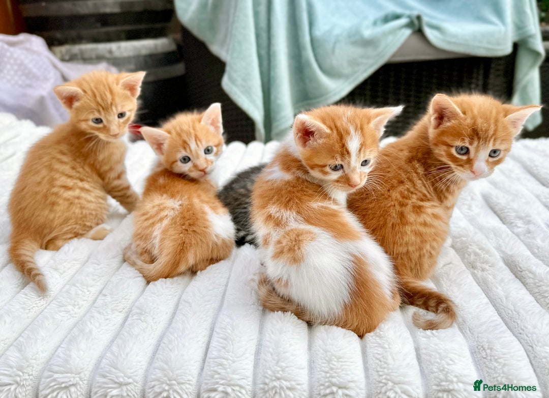 Mixed Breed cats for sale: Ginger Kittens from half Siamese mum - Image 19