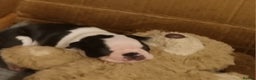 Boston Terrier dogs for sale: Boston Terrier Puppies  - Advert 9