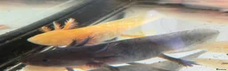 Axolotl reptiles for sale: Axolotl - Advert 15