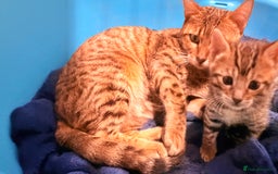 Bengal cats for sale: 1 Stunning Pedigree Bengal kitten - Image 2