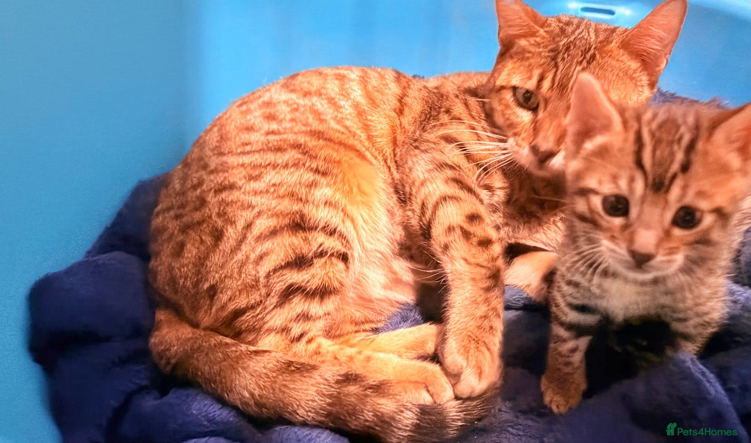 Bengal cats for sale: 1 Stunning Pedigree Bengal kitten - Image 2