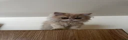 Persian cats for sale: Vaccinated 4 Beautiful Persian Chinchilla Kittens  - Advert 13