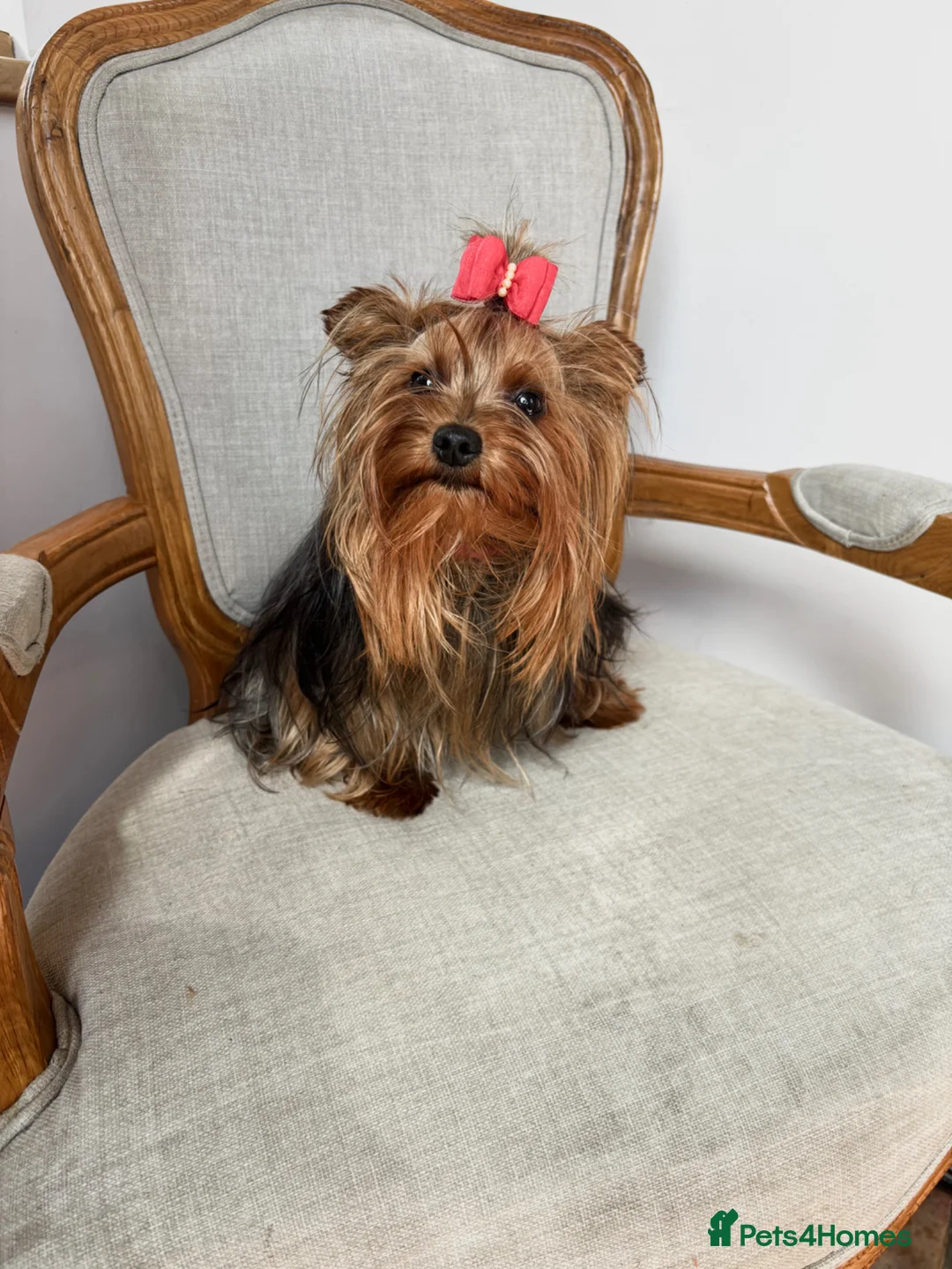 Yorkshire Terrier dogs for sale: Lovely 3 year old yorkshire terrier  - Advert 1