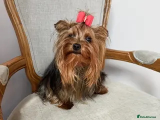 Yorkshire Terrier dogs Lovely 3 year old yorkshire terrier - Advert 12