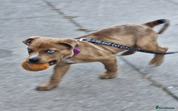 Mixed Breed dogs for sale: American bulldog x rottweiller - Image 4