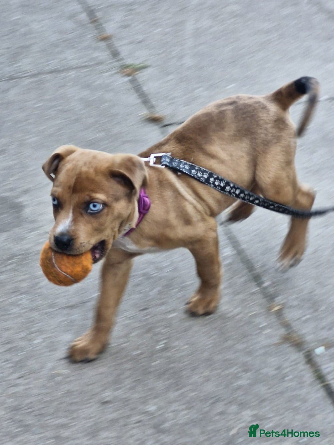 Mixed Breed dogs for sale: American bulldog x rottweiller - Image 4