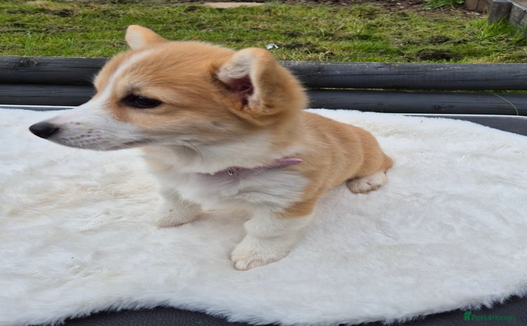 Welsh Corgi Pembroke dogs - Advert 3