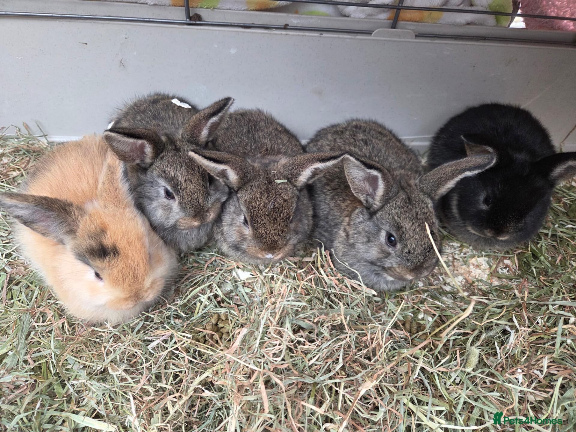 Mixed Breed rabbits Small rabbits  - Advert 1