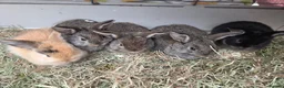 Mixed Breed rabbits for sale: Small rabbits  in Derby - Advert 1