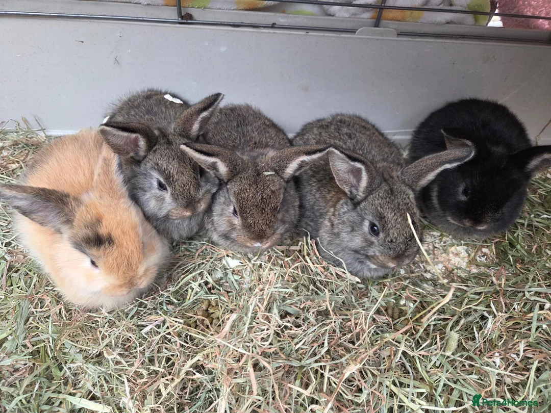 Mixed Breed rabbits for sale: Small rabbits  in Derby - Advert 1