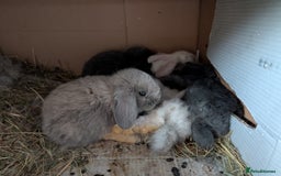 Mini Lop rabbits for sale: Mini Lops £70  - Advert 2