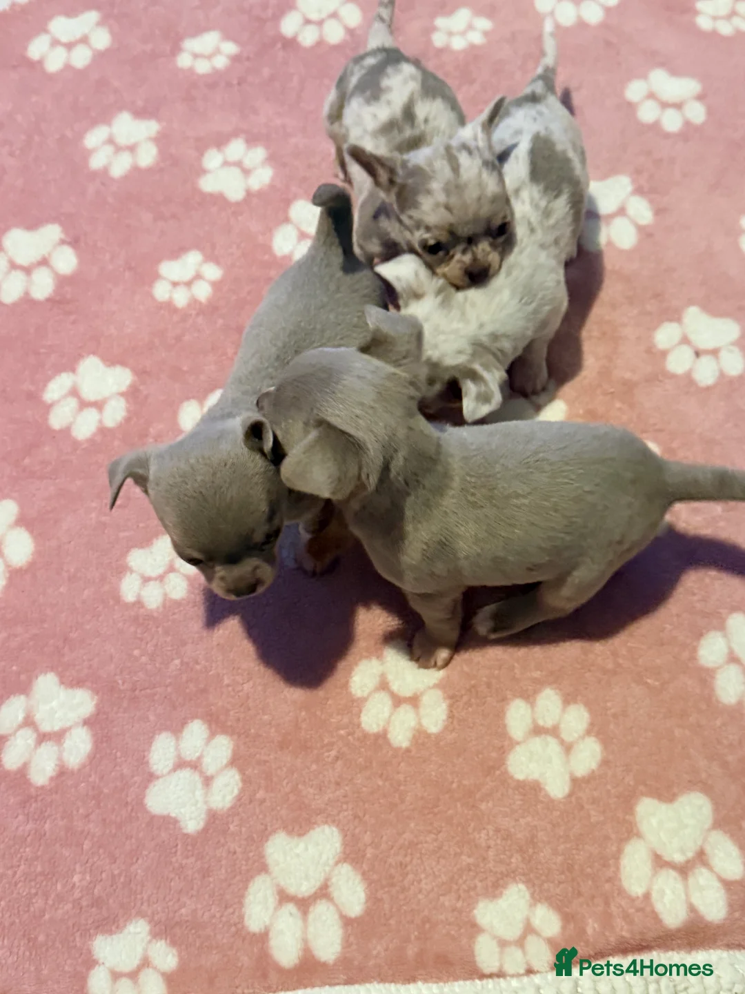 Chihuahua dogs for sale: Show stopper’s lilac and lilac merle puppy’s  in Pembroke - Advert 2