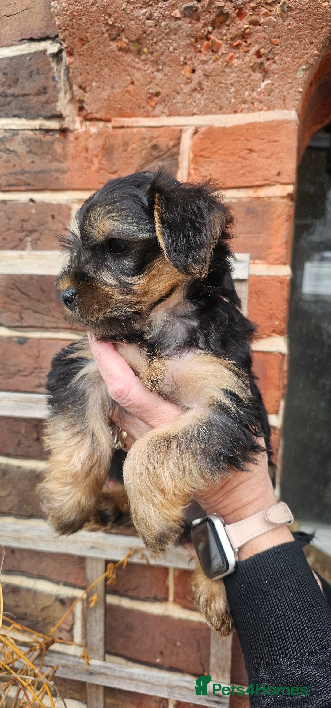 Yorkshire Terrier dogs for sale: 🐶 ONLY ONE LEFT! - Yorkshire Terrier Puppies - Image 1