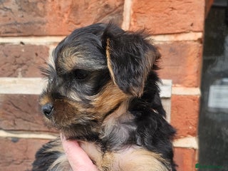 Yorkshire Terrier dogs - Advert 2