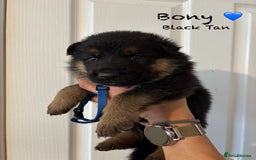 German Shepherd dogs for sale: K.C German Shepherd Puppies  - Image 3