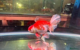 Fancy Goldfish fish for sale: Thai pleated goldfish - Image 22