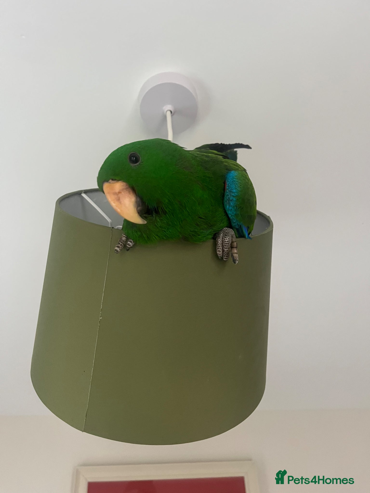 Mixed Breed birds Eclectus Parrot  - Advert 14