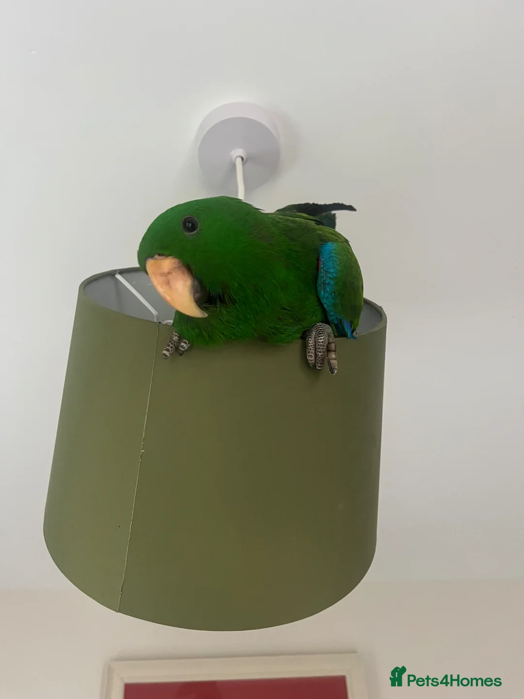Mixed Breed birds for sale: Eclectus Parrot  in Newtownards - Advert 1