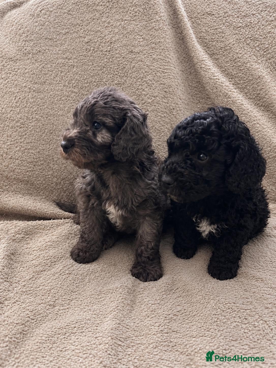 Cockapoo dogs Gorgeous Cockapoo Puppies 🐾 - Advert 1