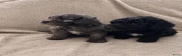 Cockapoo dogs for sale: Gorgeous Cockapoo Puppies 🐾 in Gravesend - Advert 1