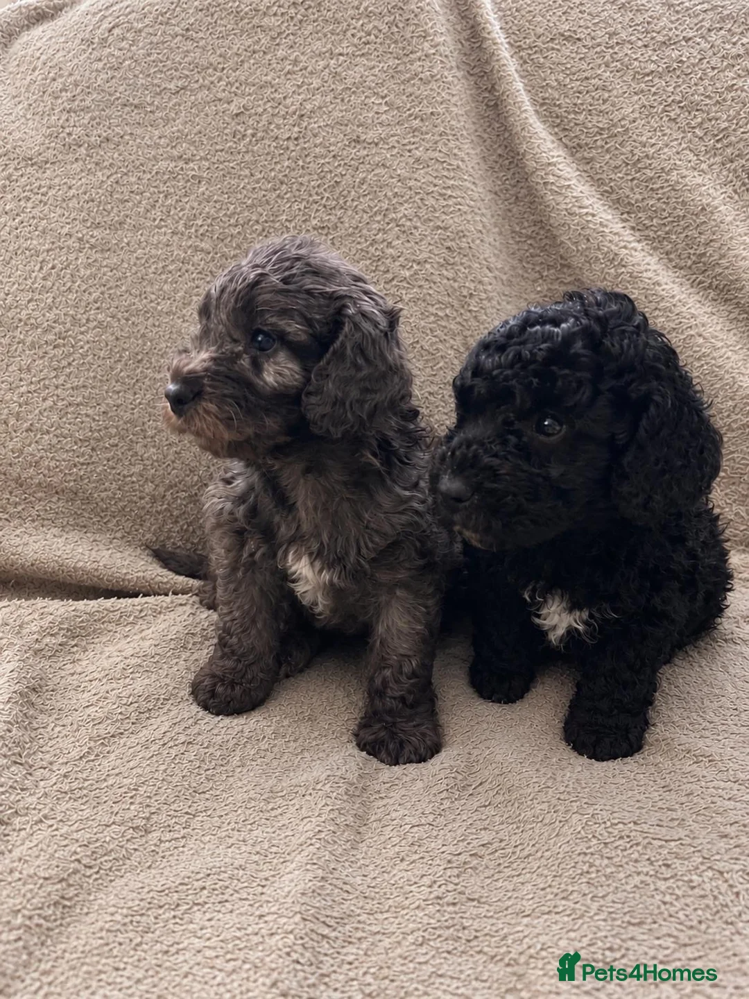 Cockapoo dogs for sale: Gorgeous Cockapoo Puppies 🐾 in Gravesend - Advert 1