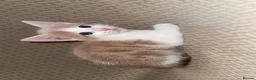 Mixed Breed cats for sale: Bengal Cross Boy Kittens Ready for loving homes - Advert 11