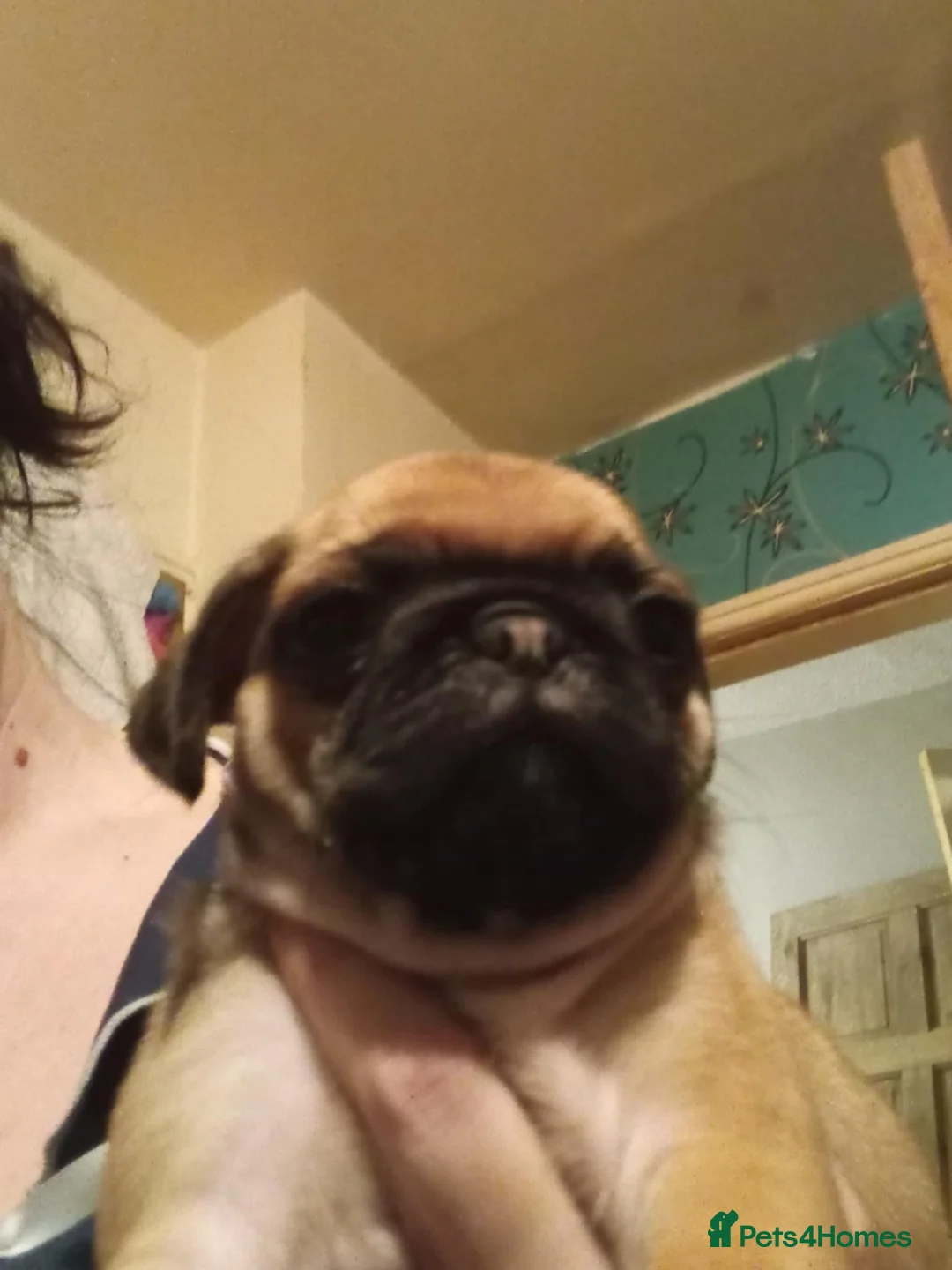Pug dogs for sale: I have a lovely litter off pug pups for sale  - Advert 27