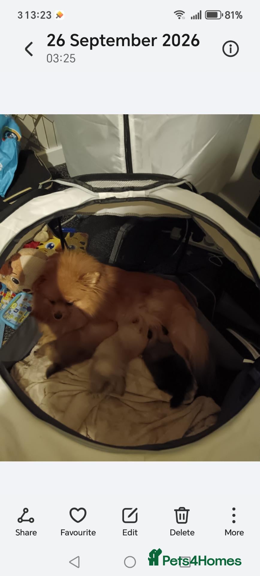 Pomeranian dogs for sale: Pomeranian puppies  - Advert 1