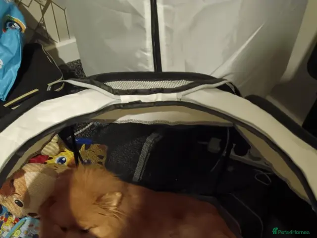 Pomeranian dogs for sale: Pomeranian puppies - Advert 1
