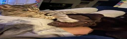 Bengal cats for sale: Silver Bengal 5 YO Female For Sale in Gravesend - Advert 4
