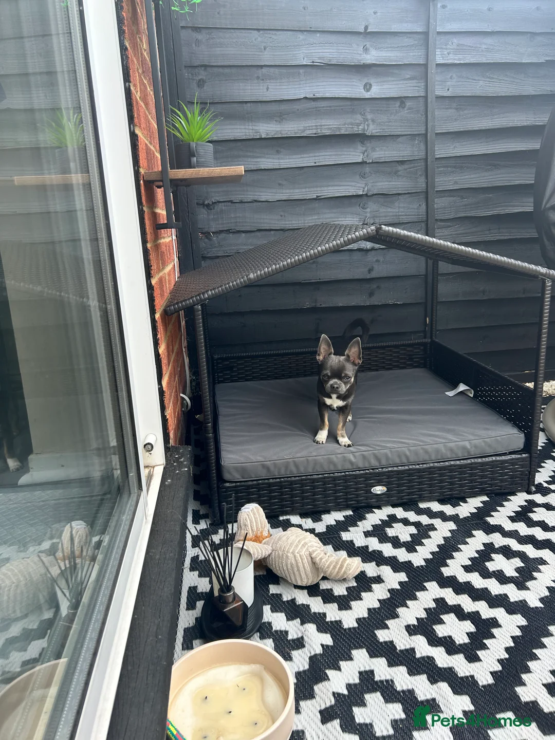 Chihuahua dogs for stud: Stud only. Full pedigree lilac chihuahua £300 - Advert 15
