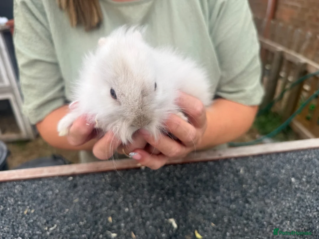 Lionhead rabbits for sale: 2 lion head girls  - Advert 1