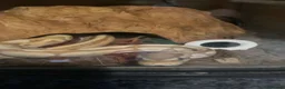 Python Snake reptiles for sale: 3 years old python  in Ipswich - Advert 1