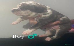 Mixed Breed dogs for sale: American Bull Staffy Puppies - Image 8