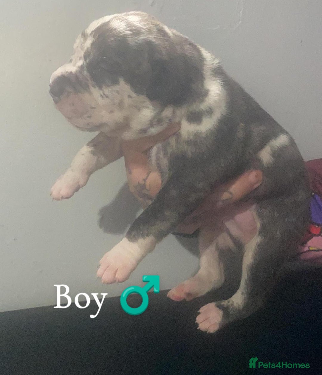 Mixed Breed dogs for sale: American Bull Staffy Puppies - Image 8