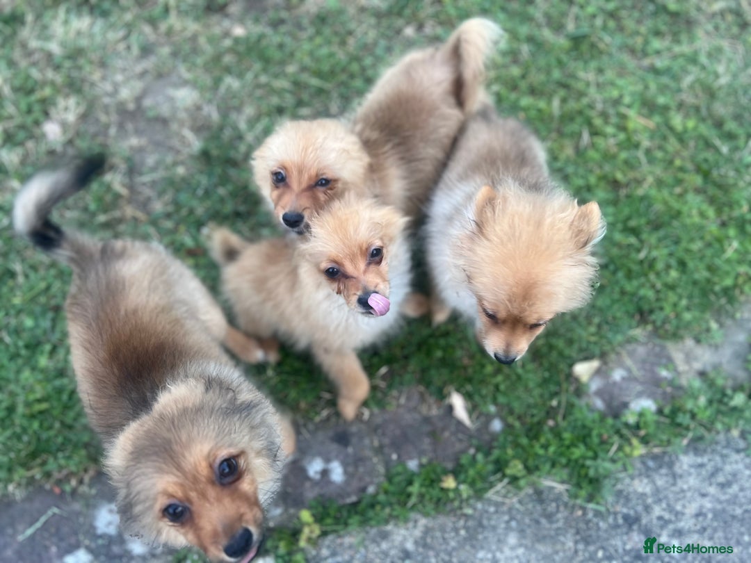 German Spitz dogs for sale: 4x Beautiful German Spitz Pomeranian Puppies  - Image 29