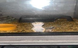 Leopard Gecko reptiles for sale: Snow Leopard gecko for sale with full set up - Image 3