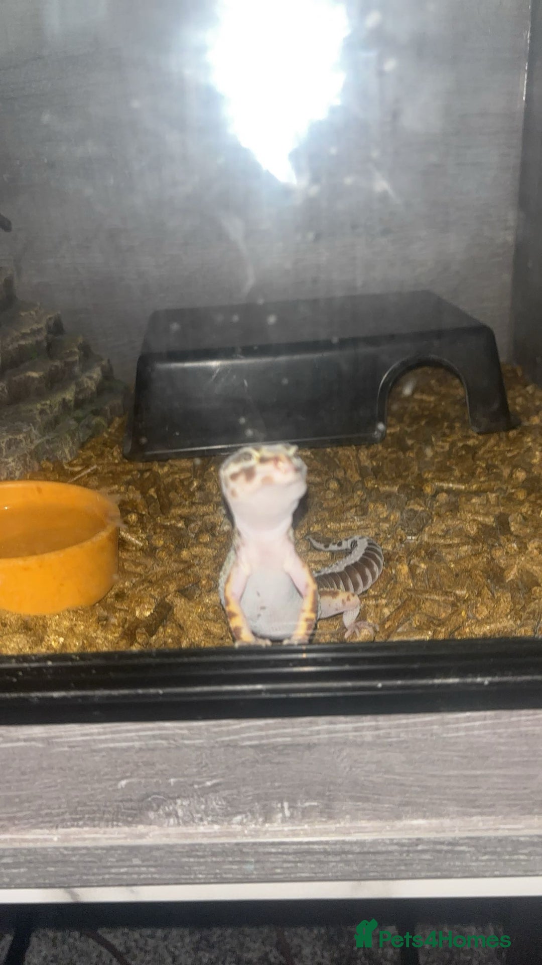 Leopard Gecko reptiles for sale: Snow Leopard gecko for sale with full set up - Image 3