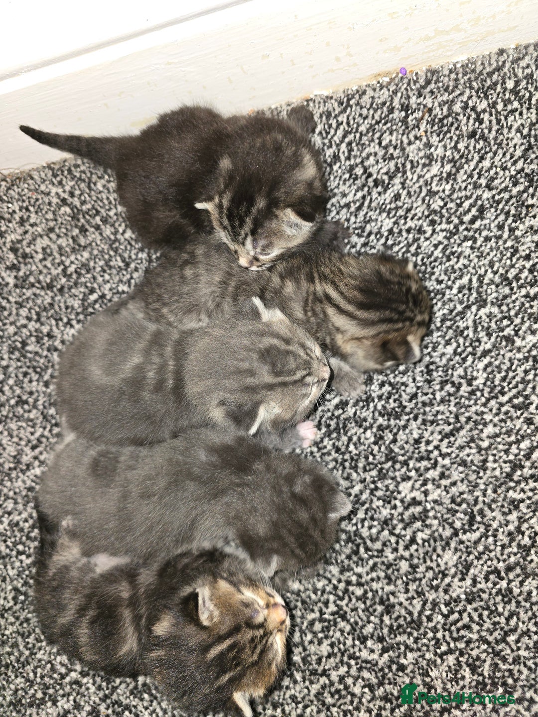 Mixed Breed cats for sale: Small mixed breed fluffy kittens - Advert 2