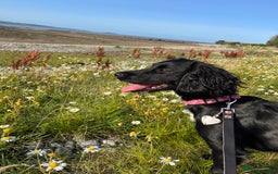 Sprocker dogs for sale: Springer Spaniel for sale  - Image 5