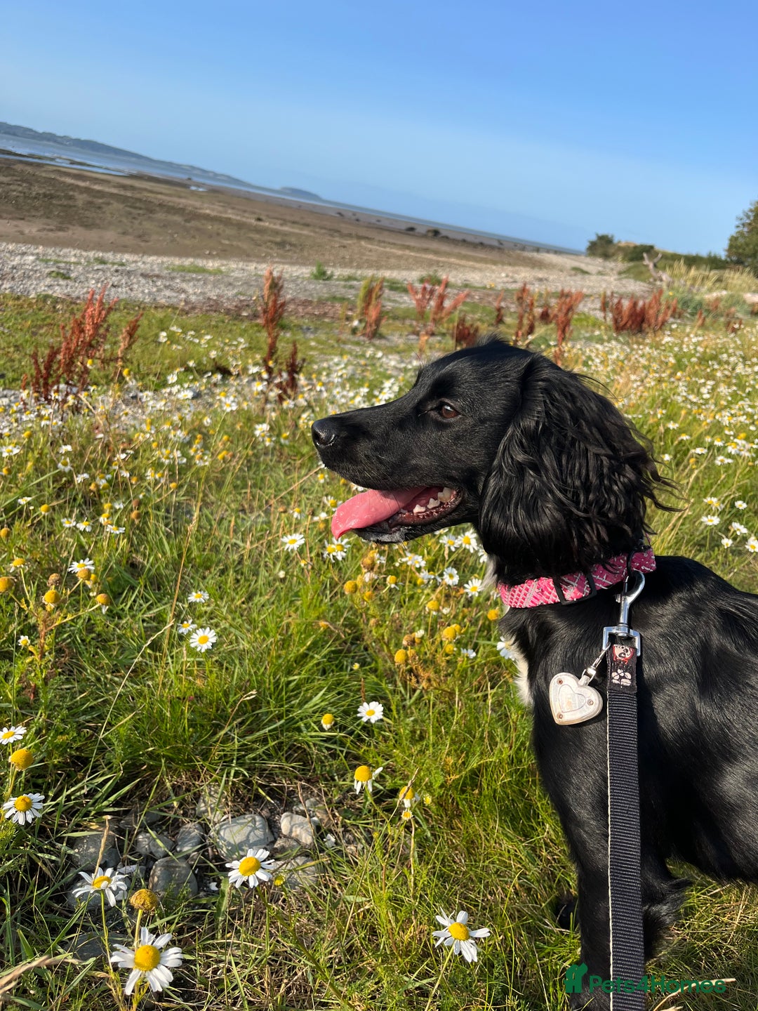 Sprocker dogs for sale: Springer Spaniel for sale  - Image 5