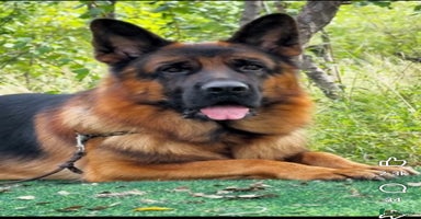 German Shepherd dogs - Advert 1