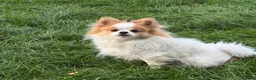 Pomeranian dogs for sale: Two adorable merle boys  - Advert 10