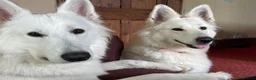 White Swiss Shepherd dogs for sale: White Swiss Shepherd Puppies 🐶 3 BOYS / 3 GIRLS - Advert 8