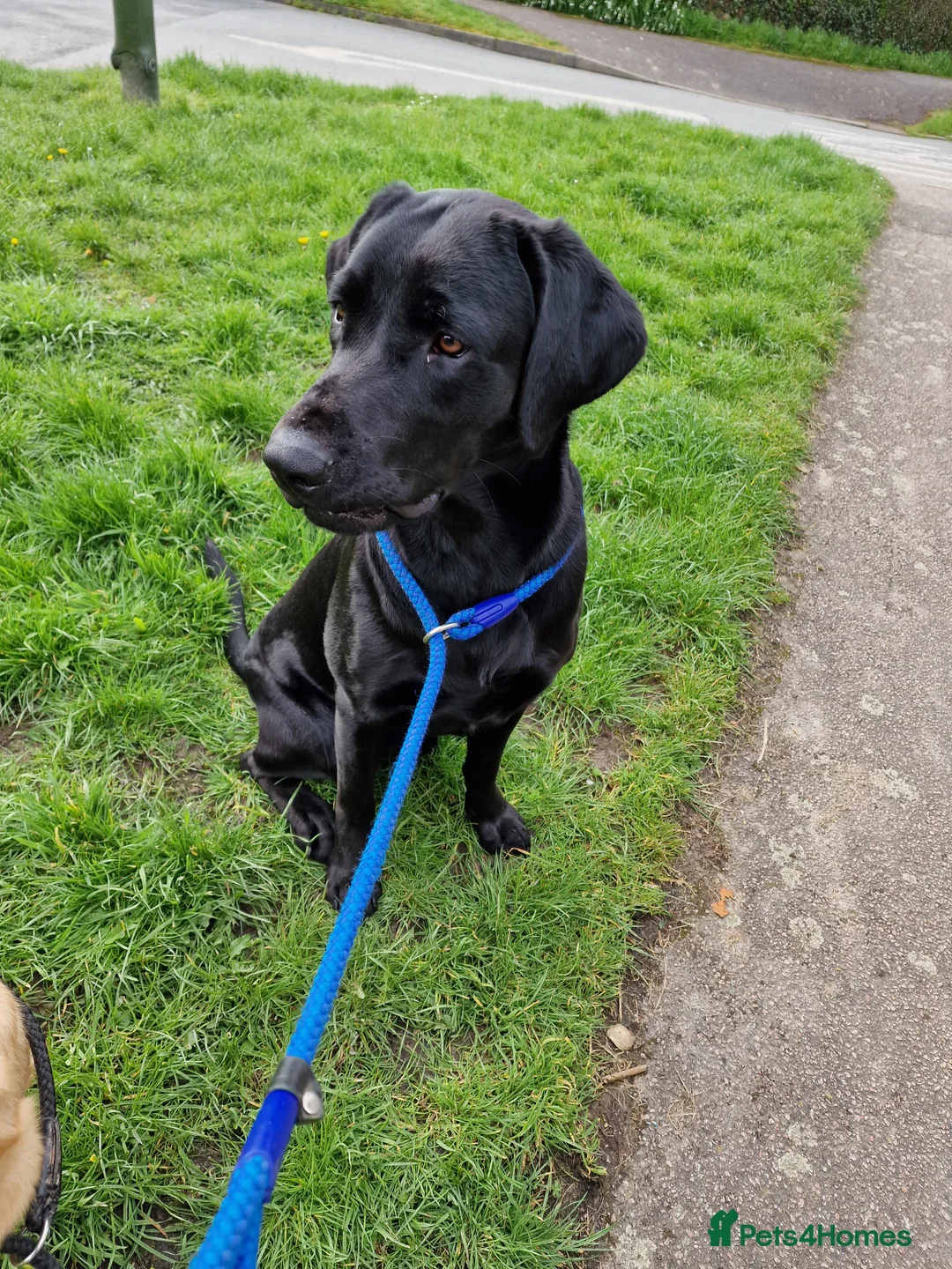Labrador Retriever dogs for stud: Kc registered proven black lab for stud in Chichester - Advert 6