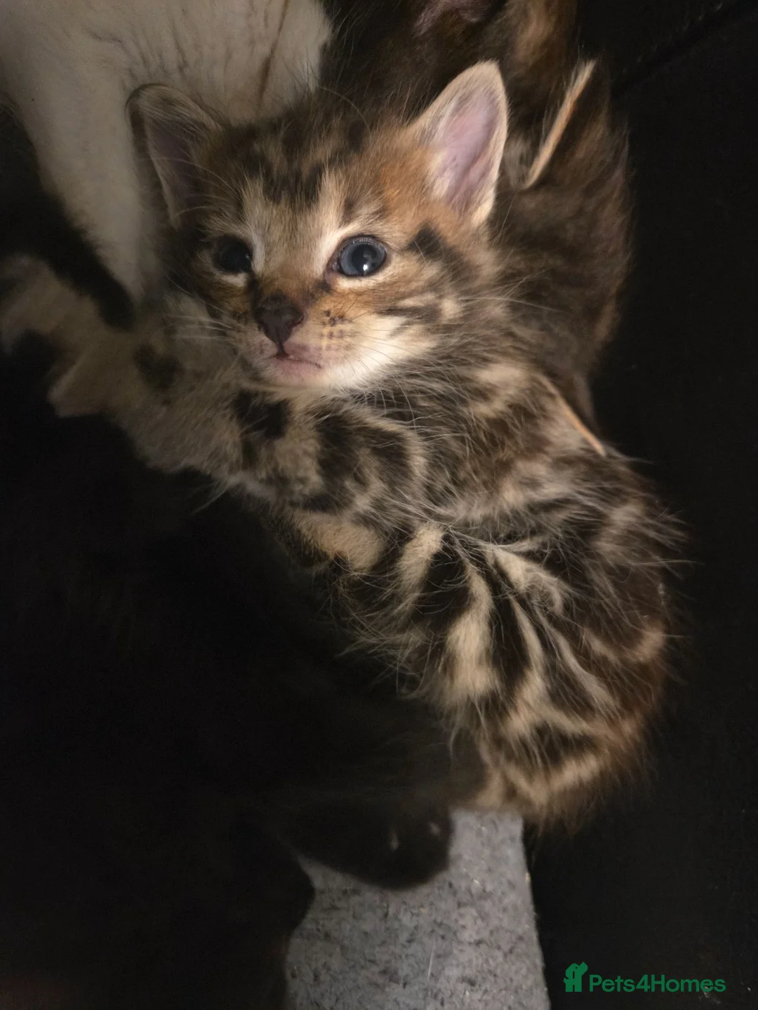 Mixed Breed cats for sale: 3 Beautiful Boys and 1 Stunning Girl in Blackburn - Advert 5