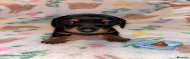 Miniature Dachshund Puppy 4
