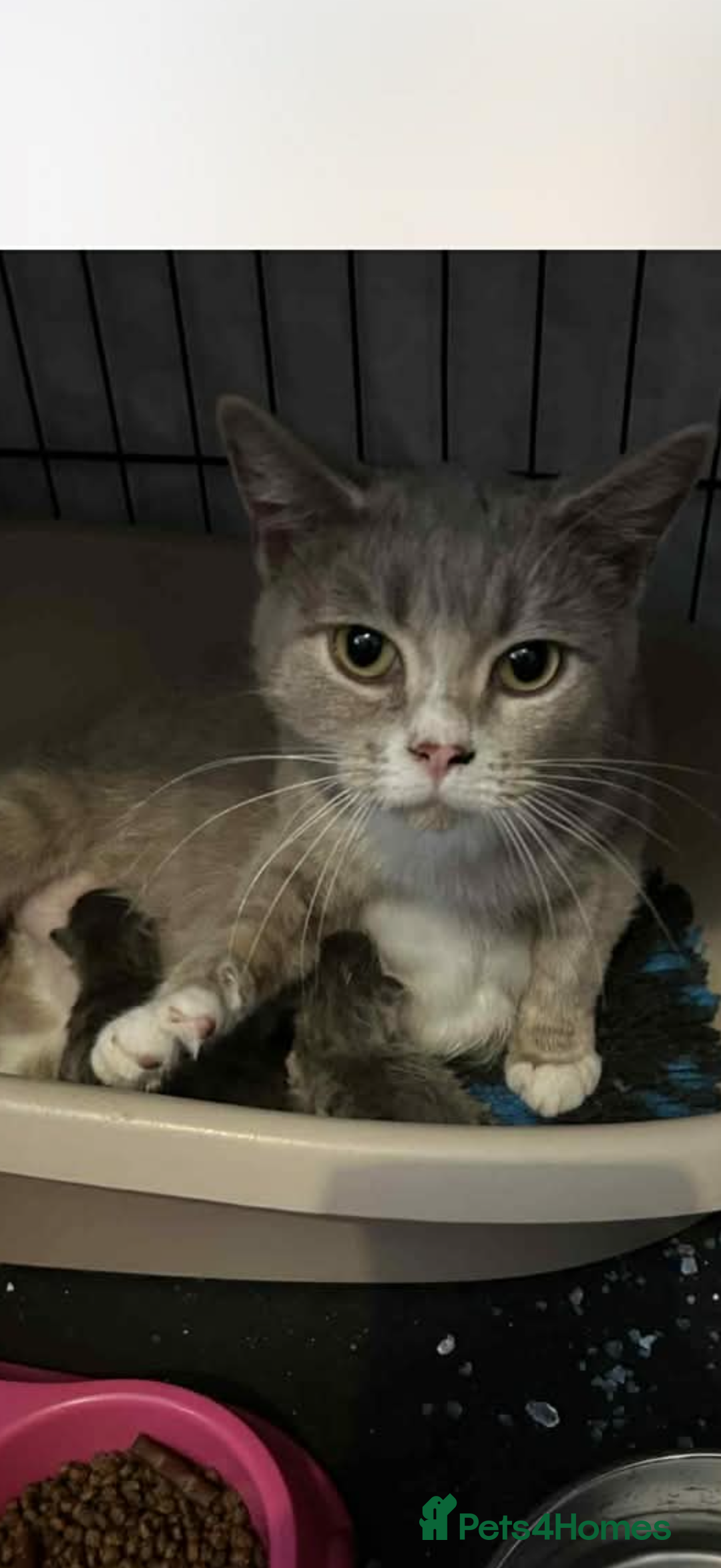 British Shorthair cats for sale: British shorthair boy  - Advert 10