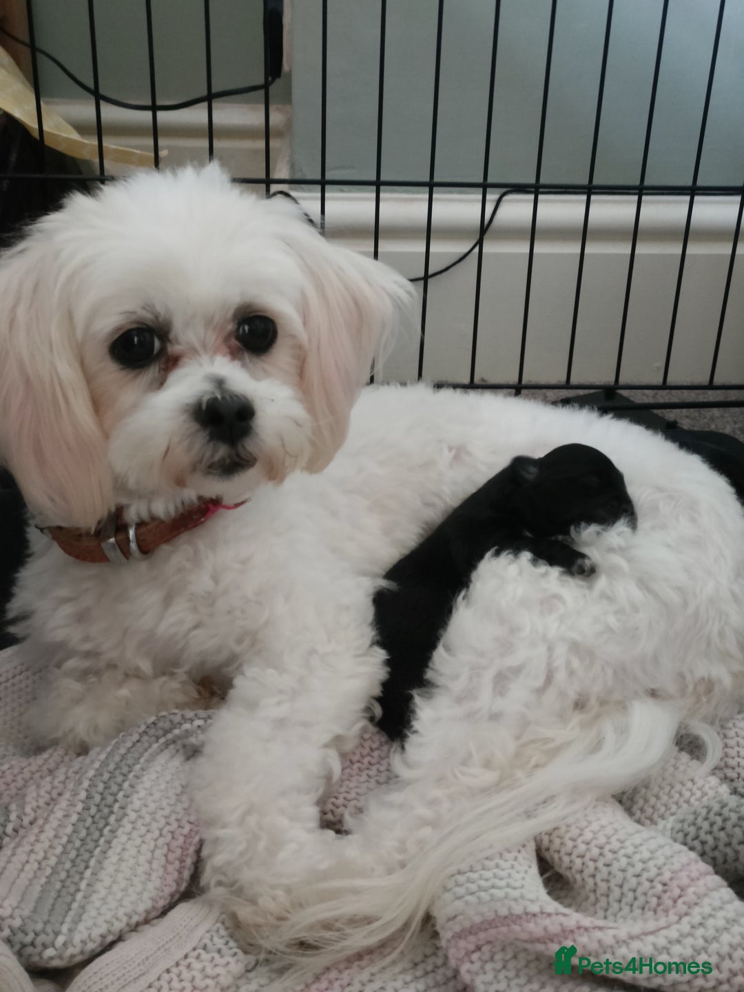 Mixed Breed dogs for sale: Beautiful shihpoo looking for perfect forever home - Image 7