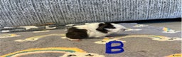 Guinea Pig rodents for sale: 🩷💙Girl and boy baby guinea pigs  - Advert 6
